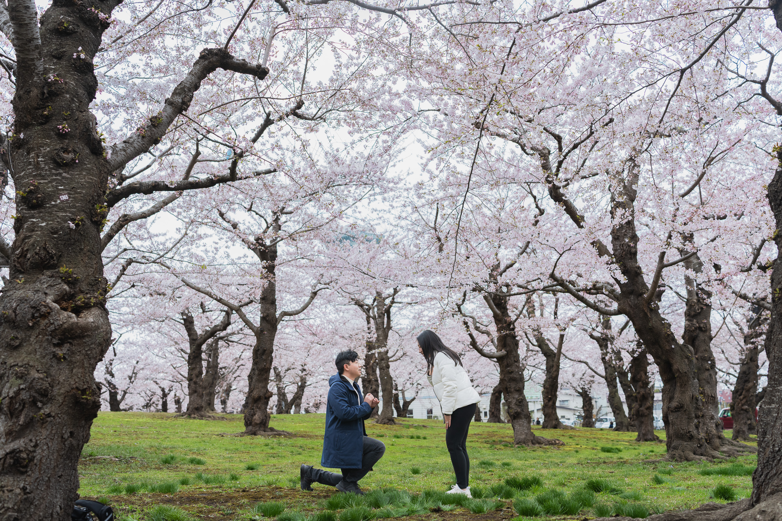 Hakodate cherry blossom proposal